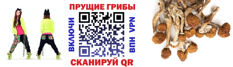 закладки  Тосно  Галлюциногенные грибы Magic Shrooms 